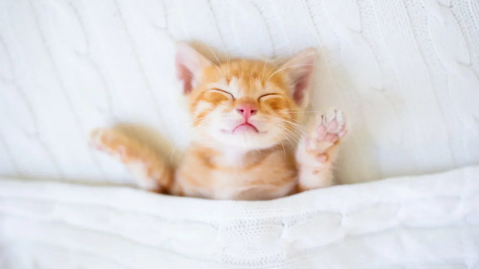 Comment enlever les poils de chat sur une couverture polaire